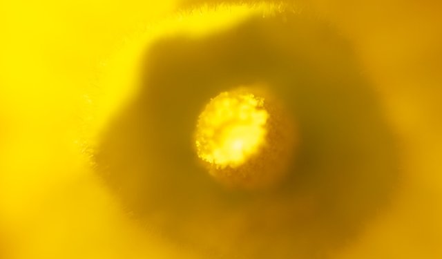 Macro