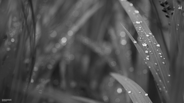 Dans le jardin - 2012