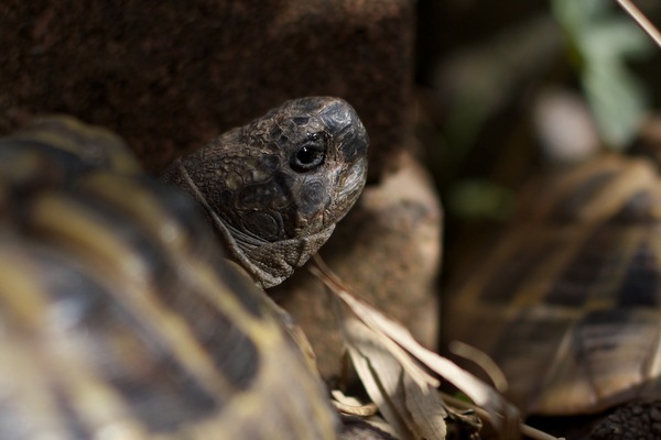 La tortue observe