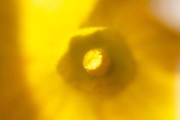 Fleur de potiron