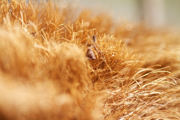Herbe ou poil de balai?