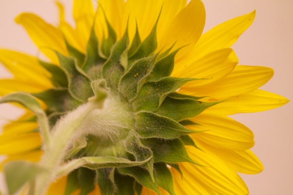 Tige de tournesol