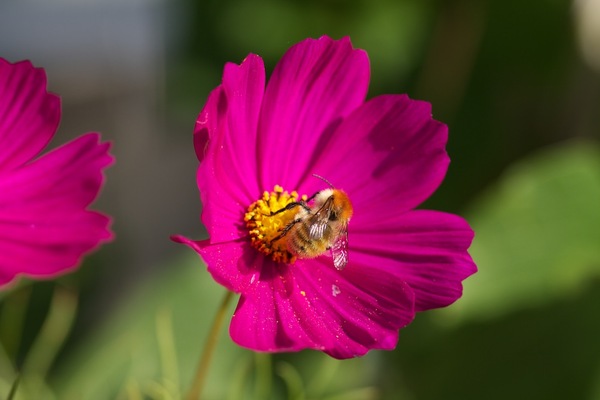 Une abeille butine à la veille de l'automne