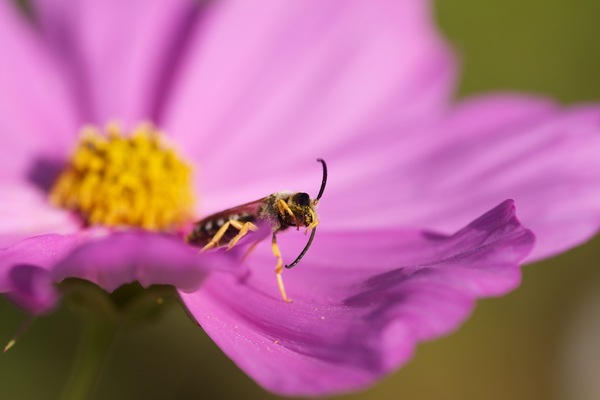 Une abeille butine à la veille de l'automne