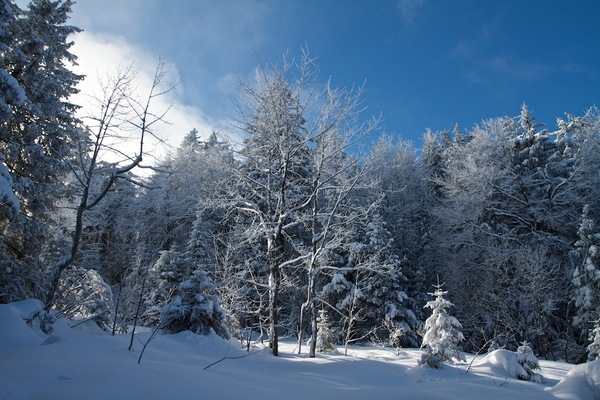 Balade en forêt, après une nuit de chute de neige