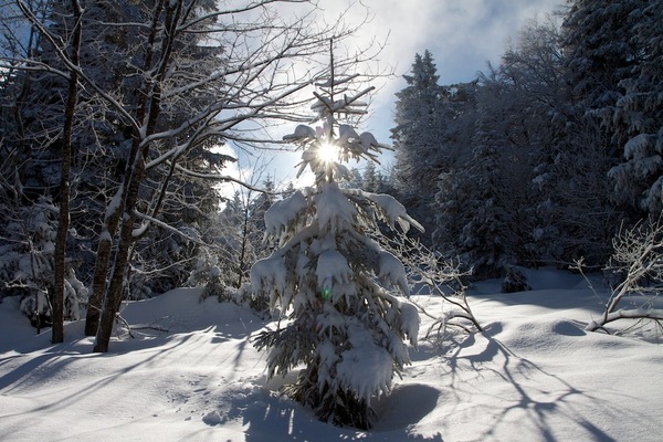 Mon beau sapin © Mathieu Besson