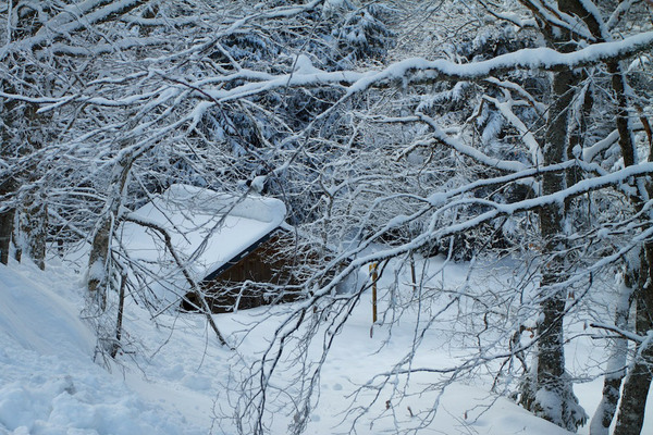 La cabane au fond du bois